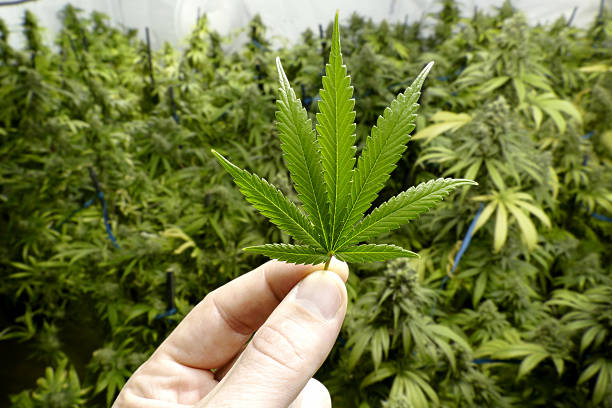 royalty free cannabis